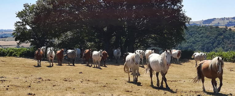 La robustesse de sa trésorerie permet à Virbac de galoper vers de nouveaux projets. (Photo JC Barla) La robustesse de sa trésorerie permet à Virbac de galoper vers de nouveaux projets. (Photo JC Barla)