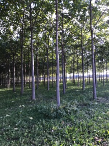 Le Paulownia, un arbre plébiscité pour ses atouts écologiques