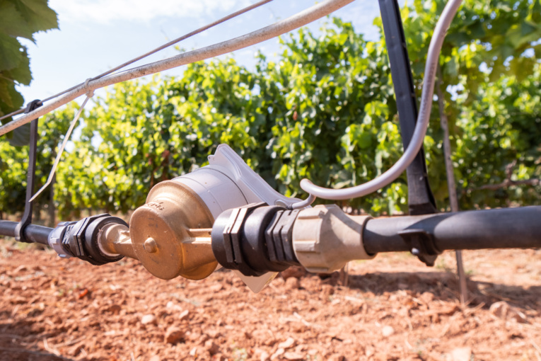 Goutte à goutte installé par la SCP dans un vignoble. Photo©SCP Goutte à goutte installé par la SCP dans un vignoble. Photo©SCP