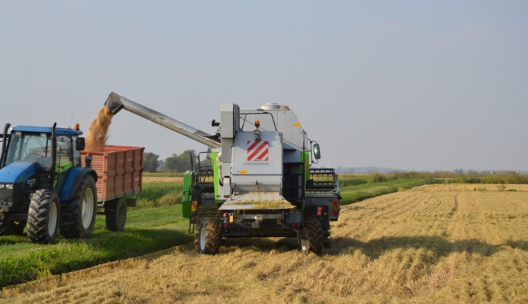 L'UE ne représente que 0,5% de la production mondiale de riz (photo: F.Dubessy)