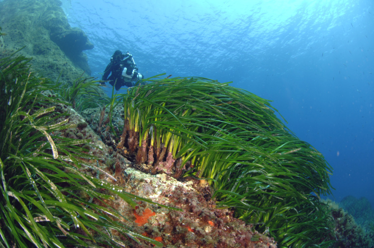 L’agence de l’eau agit notamment dans le golfe de Saint-Tropez pour la protection de l’herbier de posidonie. Photo©Laurent Ballesta