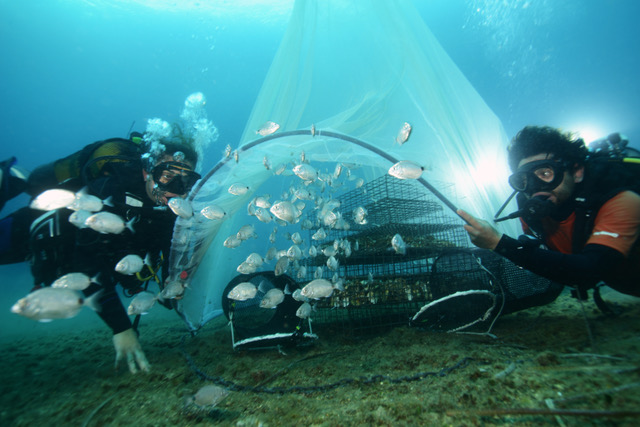 Repeuplement de poissons en Méditerranée©Remy Dubas/Ecocean