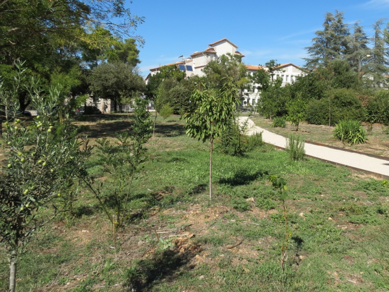 Le verger d’expérimentation de Cearitis sur le Petit Arbois est visible de tous. (photo JC Barla) Le verger d’expérimentation de Cearitis sur le Petit Arbois est visible de tous. (photo JC Barla)