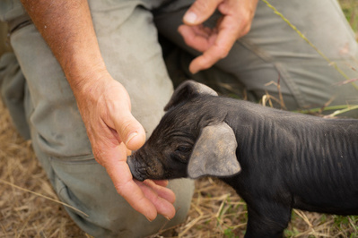 Cochon noir de Provence élevé à la ferme du vivant sur le domaine de la Modeste. ©Feve Cochon noir de Provence élevé à la ferme du vivant sur le domaine de la Modeste. ©Feve