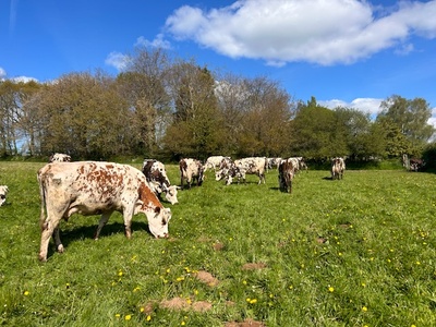 Ferme du Manoir d'Anctoville. ©Feve