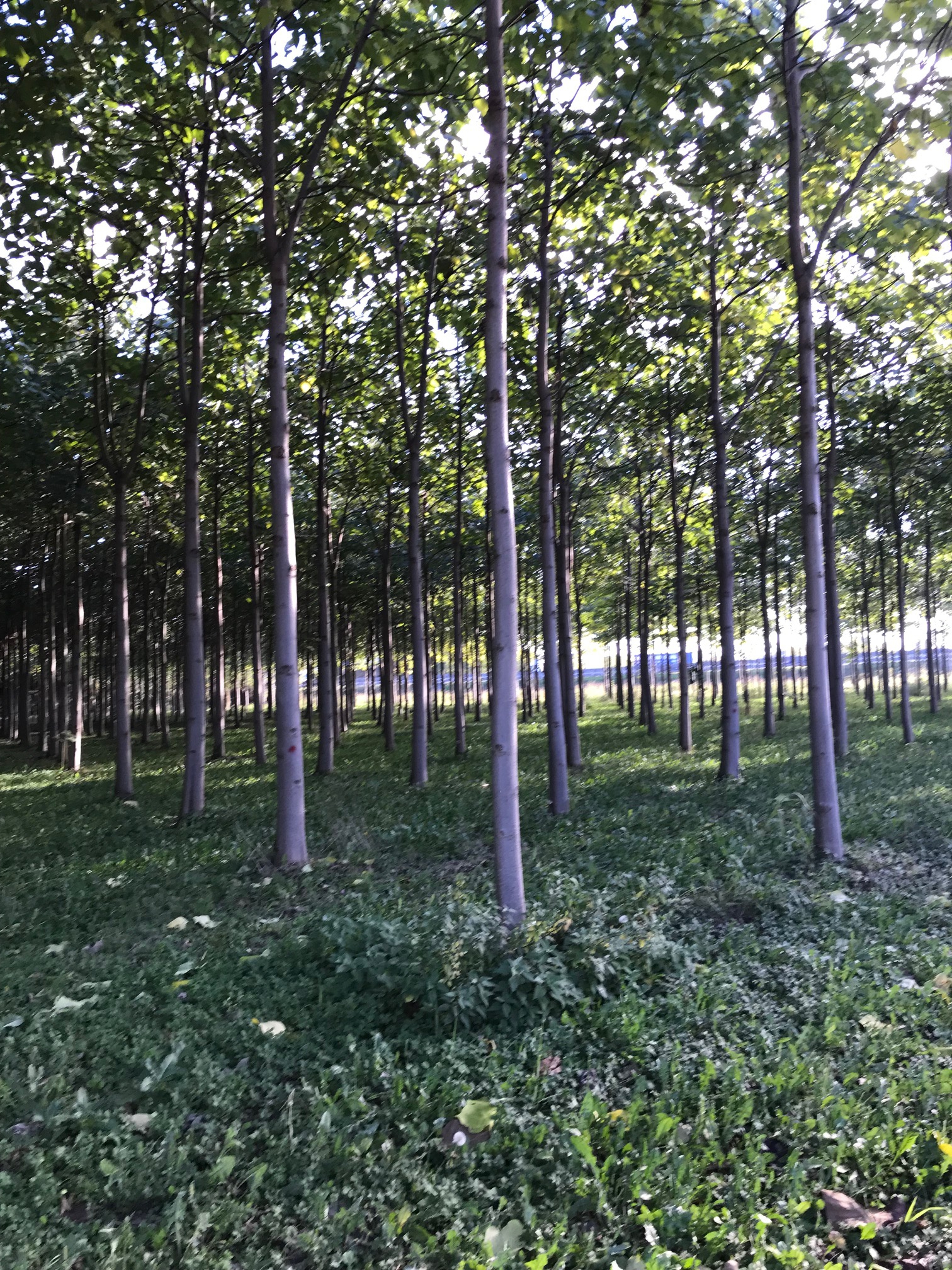 Le Paulownia, un arbre plébiscité pour ses atouts écologiques