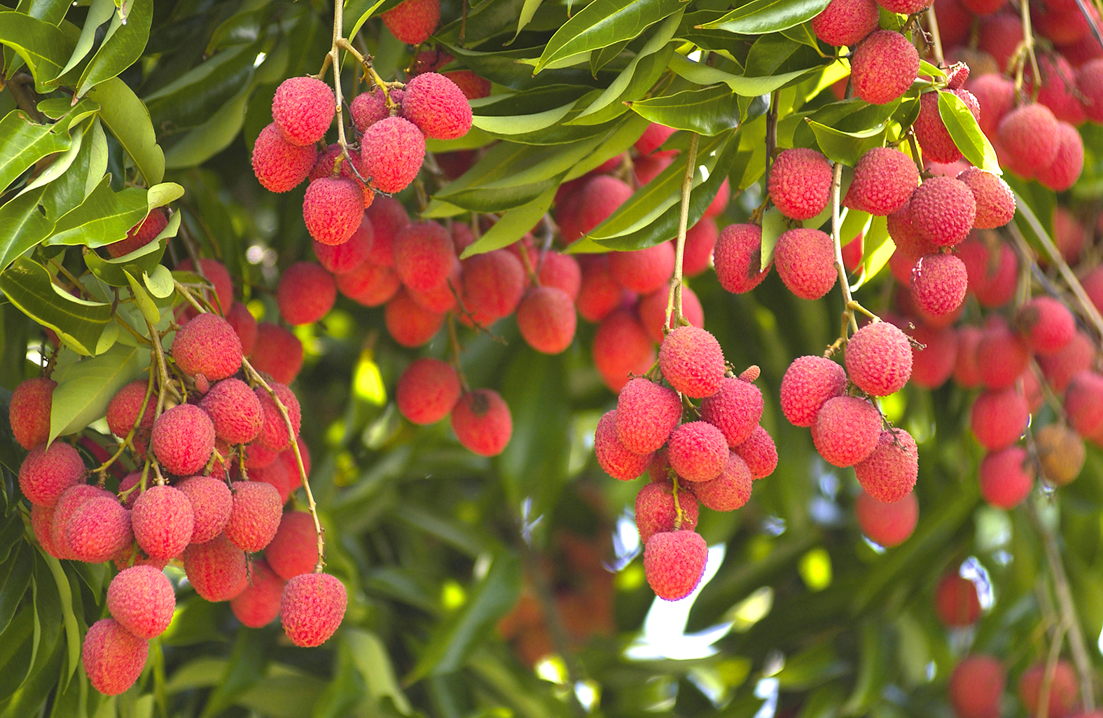 Les litchis, fruits exotiques très recherchés issus de La Réunion