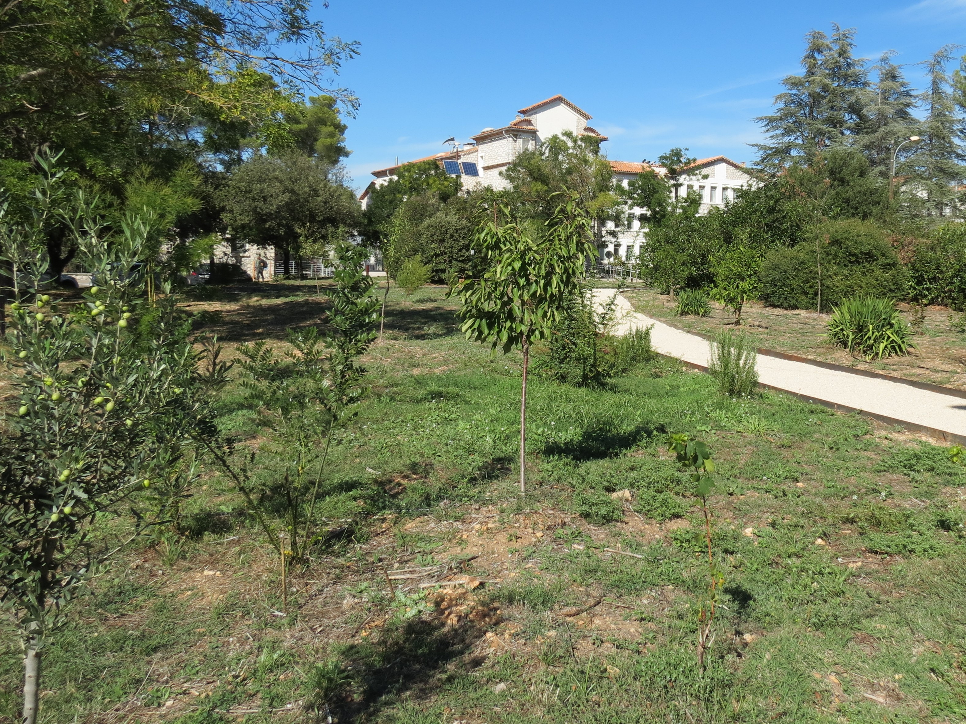Le verger d’expérimentation de Cearitis sur le Petit Arbois est visible de tous. (photo JC Barla) Le verger d’expérimentation de Cearitis sur le Petit Arbois est visible de tous. (photo JC Barla)