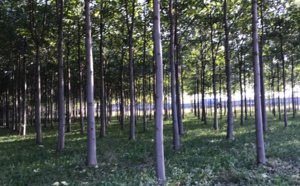 Le Paulownia, un arbre plébiscité pour ses atouts écologiques