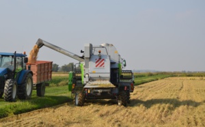 Le riz européen en pleine campagne de séduction 