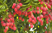 Colipays, La Réunion près de chez vous