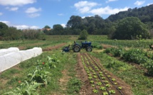 Urbavar a créé un potager géant pour ses salariés